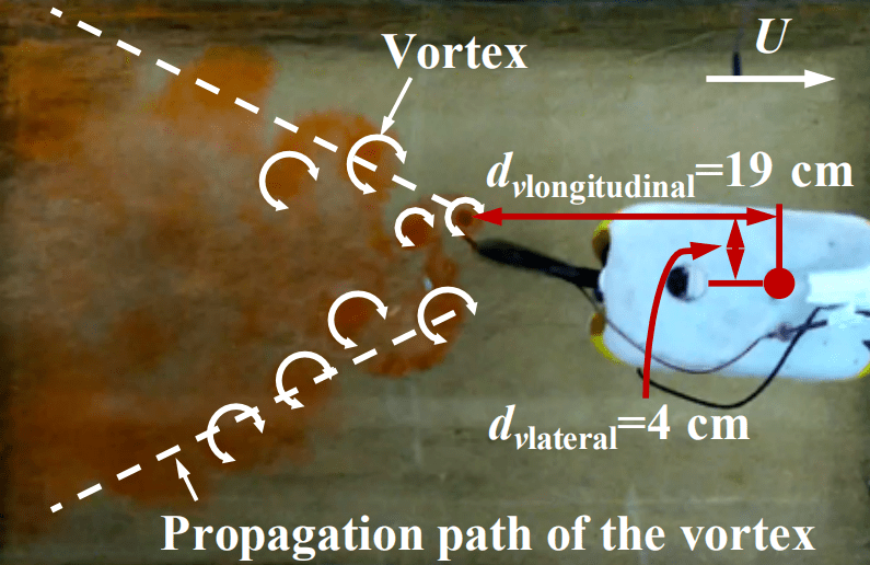 Flow visualization for the oscillating-caudal-fin-generated vortex wake using the dye injection technique.