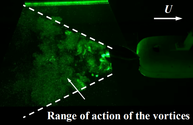 Flow visualization for the oscillating-caudal-fin-generated vortex wake using the hydrogen bubble technique.