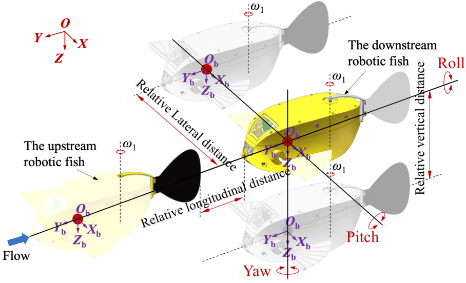 Relative positions between two adjacent boxfish-like robot (Photo by Xingwen Zheng)