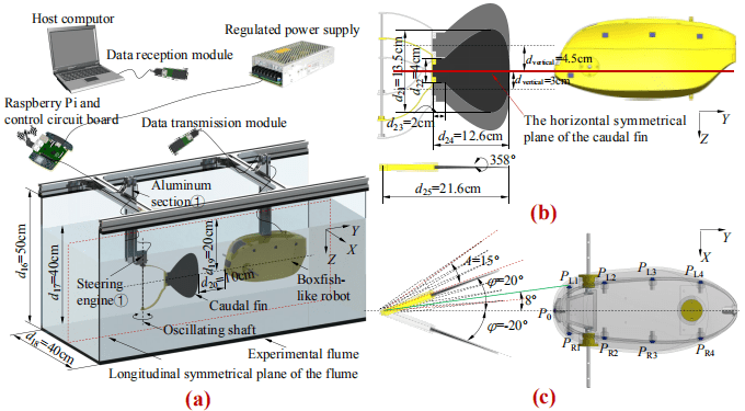 Experiments for investigating artificial lateral line based local sensing between two adjacent robotic fish (Photo by Xingwen Zheng)